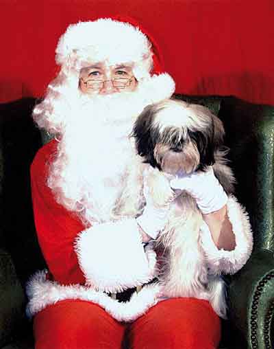 merry christmas dogs